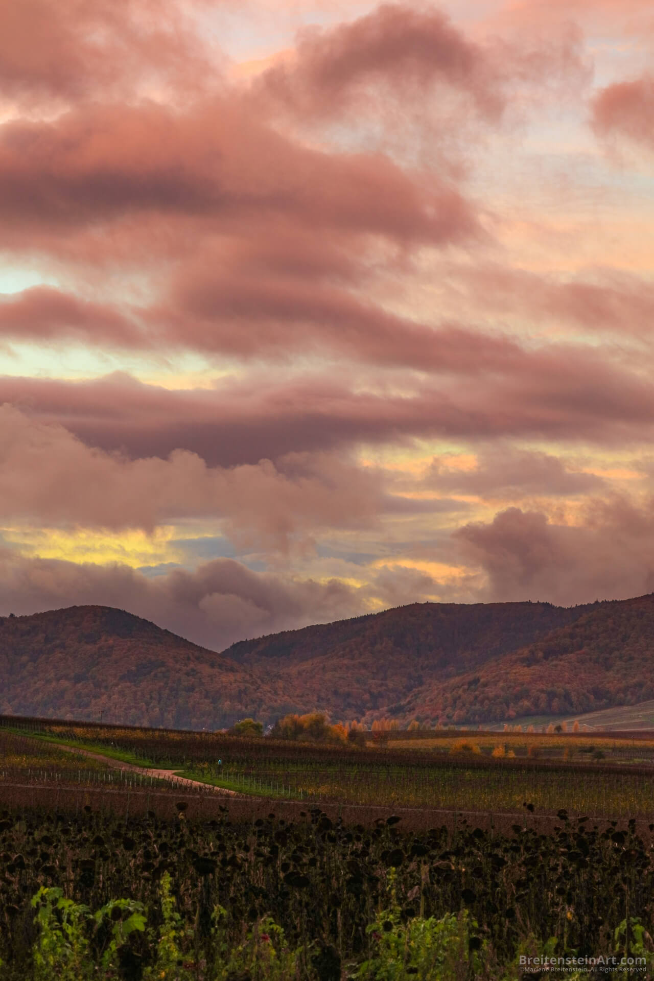 Endings, a photograph of a sunset with softly dramatic clouds, over mountains dense with autumn forests, low hills covered with late-season vineyards in the midground, and in the near foreground, a dark field of blackened sunflowers.