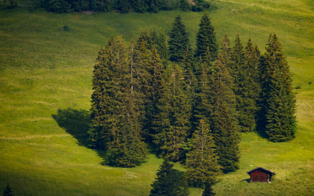 Photograph of a grassy mountain slope, seen from a distance. It is dotted with several copses of very large spruce trees. The light is mottled, some of the hillside shaded by clouds, with a bright sunny patch illuminating the central tree grouping. Beside the trees is a small reddish-brown wood hut. (You can almost imagine Rip Van Winkle snoozing somewhere nearby ... only that story takes place in the Catskills, an ocean away.)
