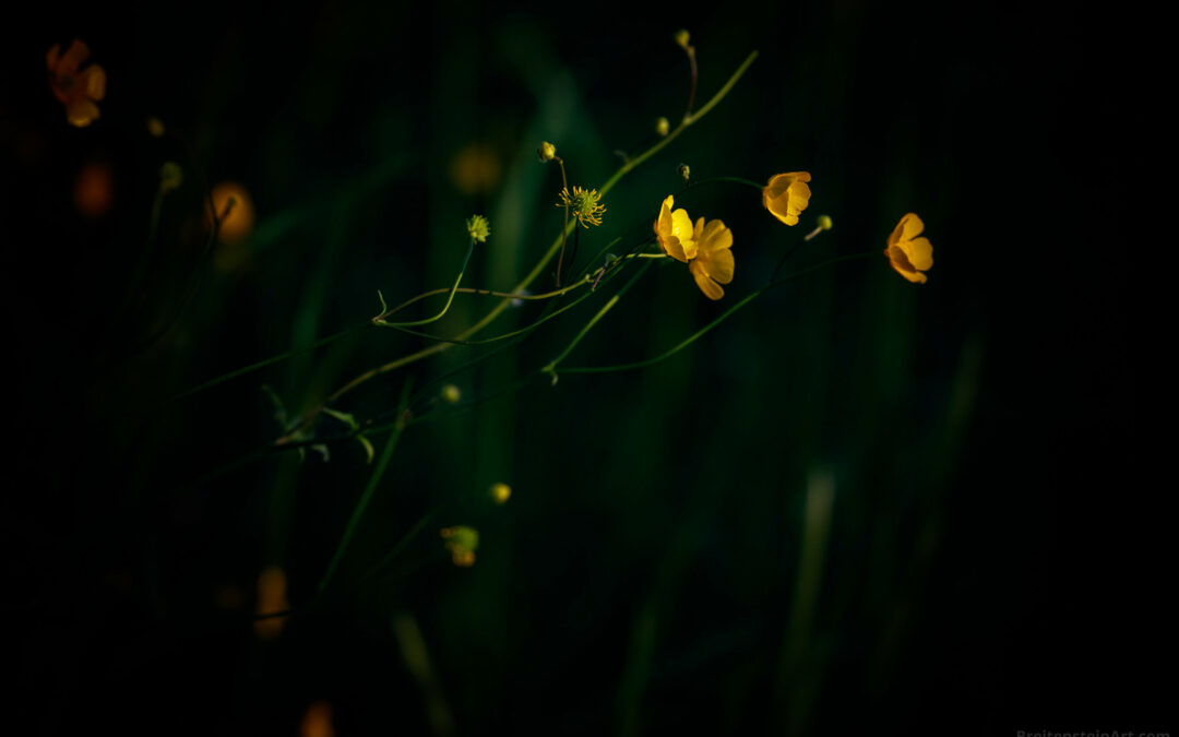 Buttercups (yellow flowers) on a dark background.