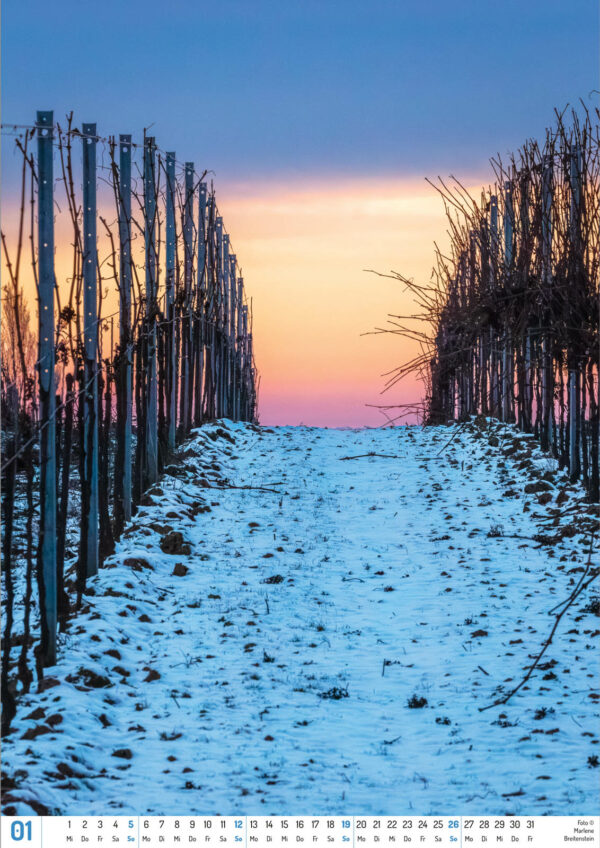 2025 Vineyard Dreams Calendar, January, snow rests on the ground between leafless vines, leading to a sunrise.