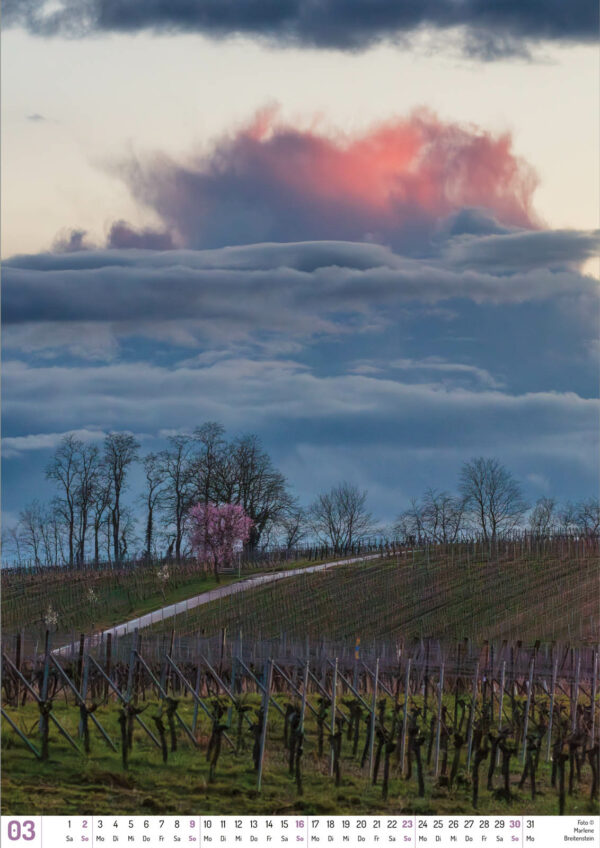 2025 Vineyard Dreams Calendar, March, gorgeous vineyard sunset with pink and blue clouds, and flowering white and pink trees above a path.