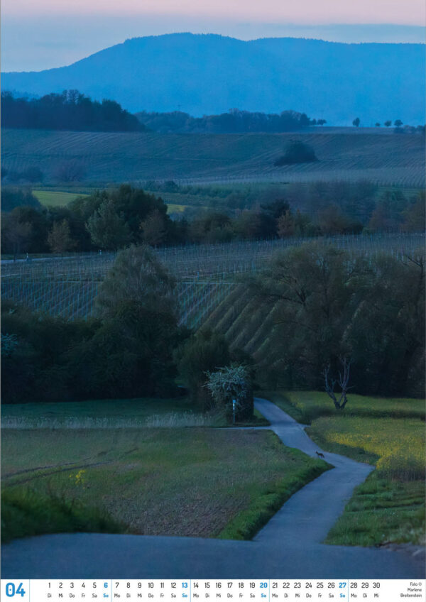 2025 Vineyard Dreams Calendar, April, a road leads into a vineyard landscape in the evening, with a fox in the foreground and mountains in the background.