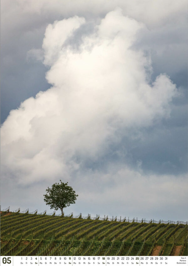 2025 Vineyard Dreams Calendar, May, a lone tree on a vineyard hill, below a towering white cloud.