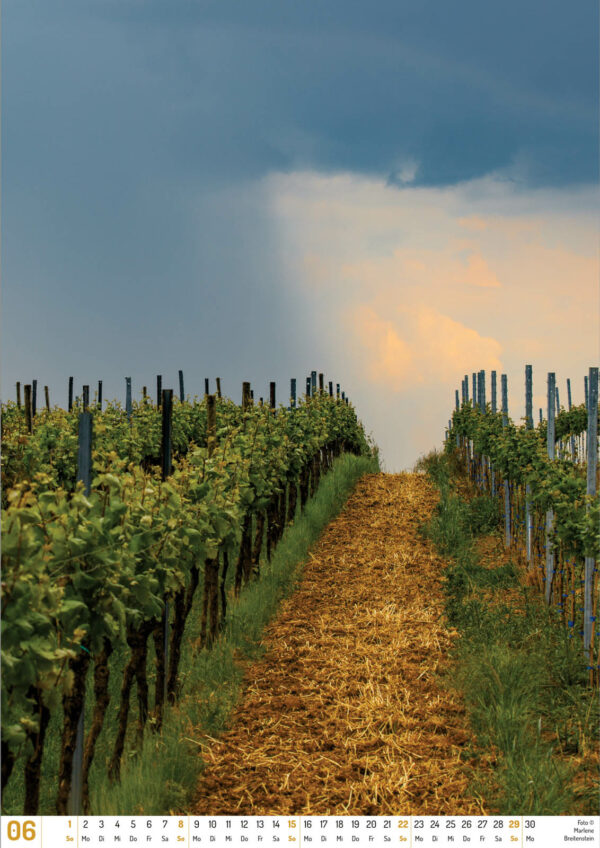 2025 Vineyard Dreams Calendar, June, a rainstorm crosses vineyard rows.