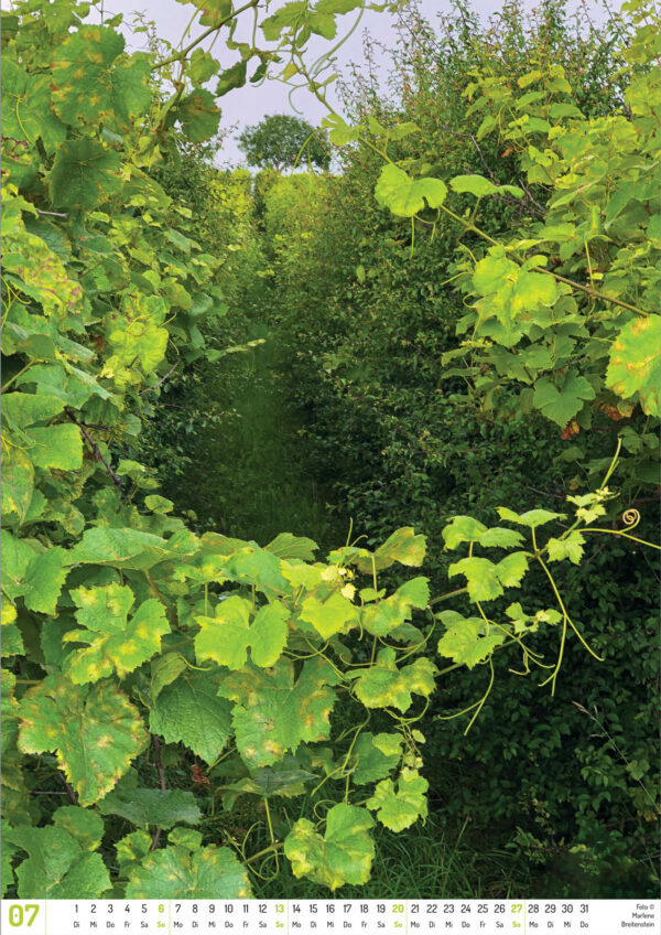 2025 Vineyard Dreams Calendar, July, two rows of grapevines lead to a tree at the crest of a hill. A vine with curly tendrils crosses the foreground.