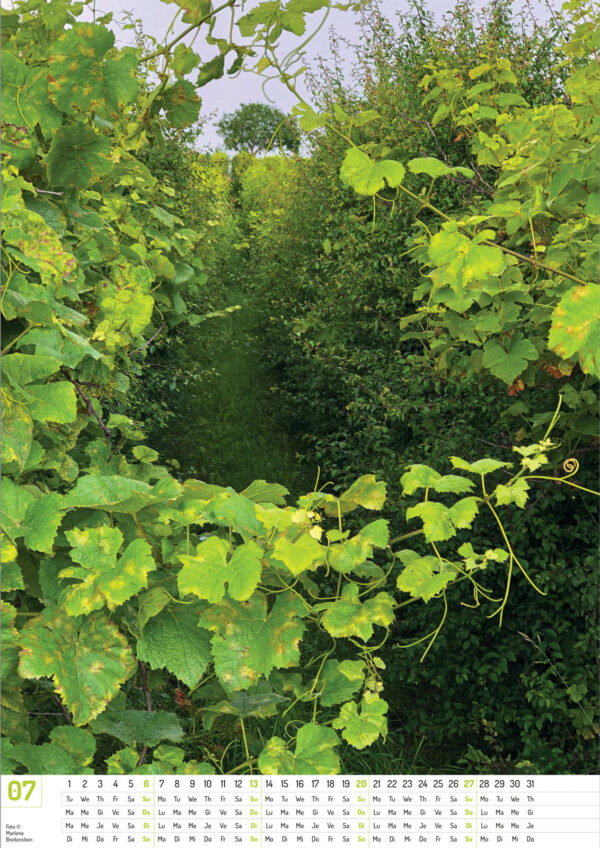 2025 Vineyard Dreams Calendar, July, two rows of grapevines lead to a tree at the crest of a hill. A vine with curly tendrils crosses the foreground. Alternative calendar in four languages.