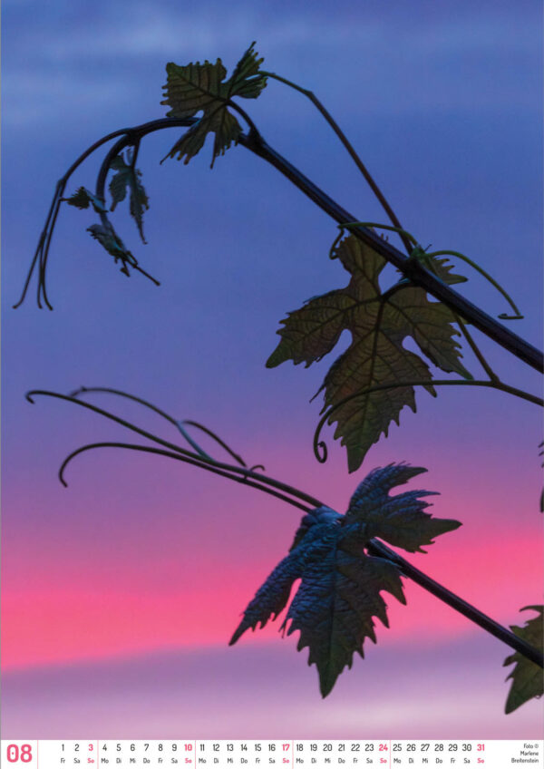 2025 Vineyard Dreams Calendar, August, grapevine leaves against a sunset sky.