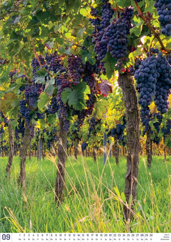 2025 Vineyard Dreams Calendar, September, grapevines with blue grapes, as seen from below.