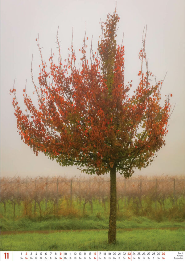 2025 Vineyard Dreams Calendar, November, a red-leafed tree before vineyards in a pale mist.