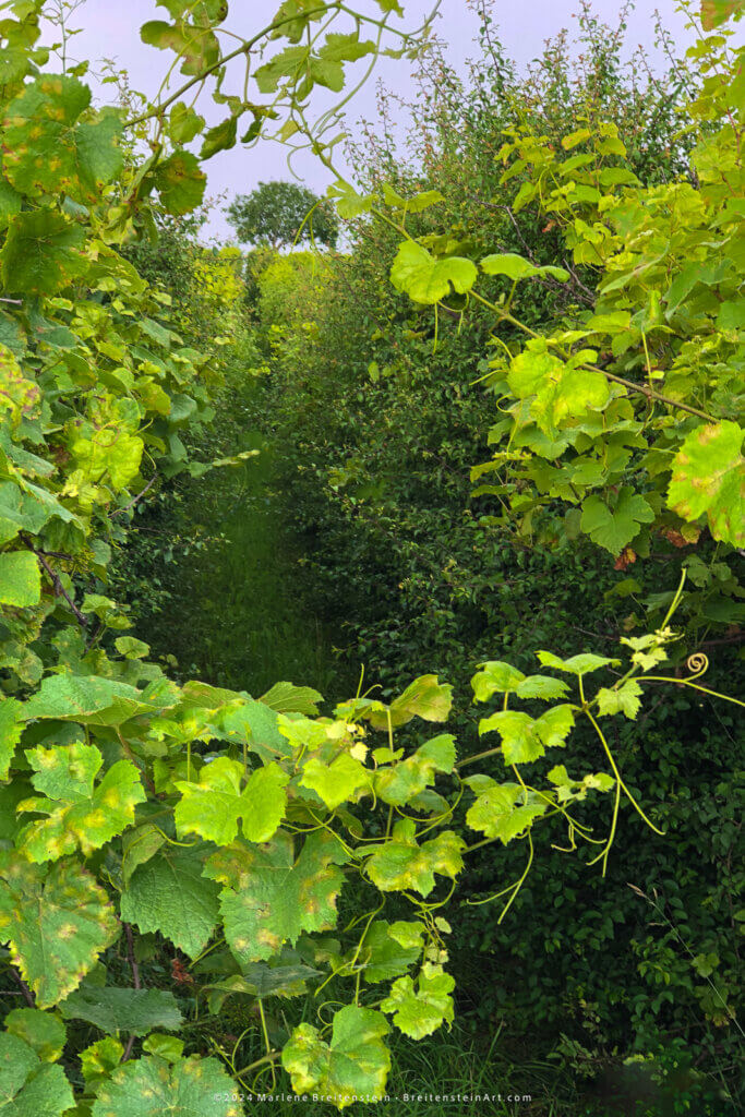 Photograph of an overgrown row of grape vines. A branch reaches across the foreground, and vines climb up the sides and across the top, creating a kind of window through which we see a tree at the top of the hill.