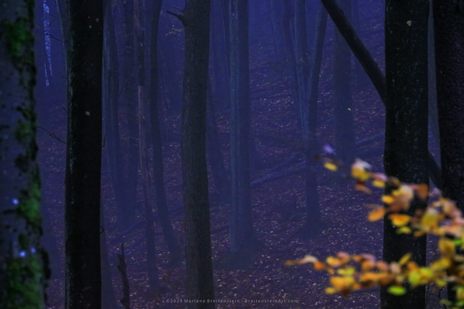 Photo of the interior of a forest at late dusk, with a soft blue mist coloring everything, except the end of a branch of autumn leaves in the lower right corner.