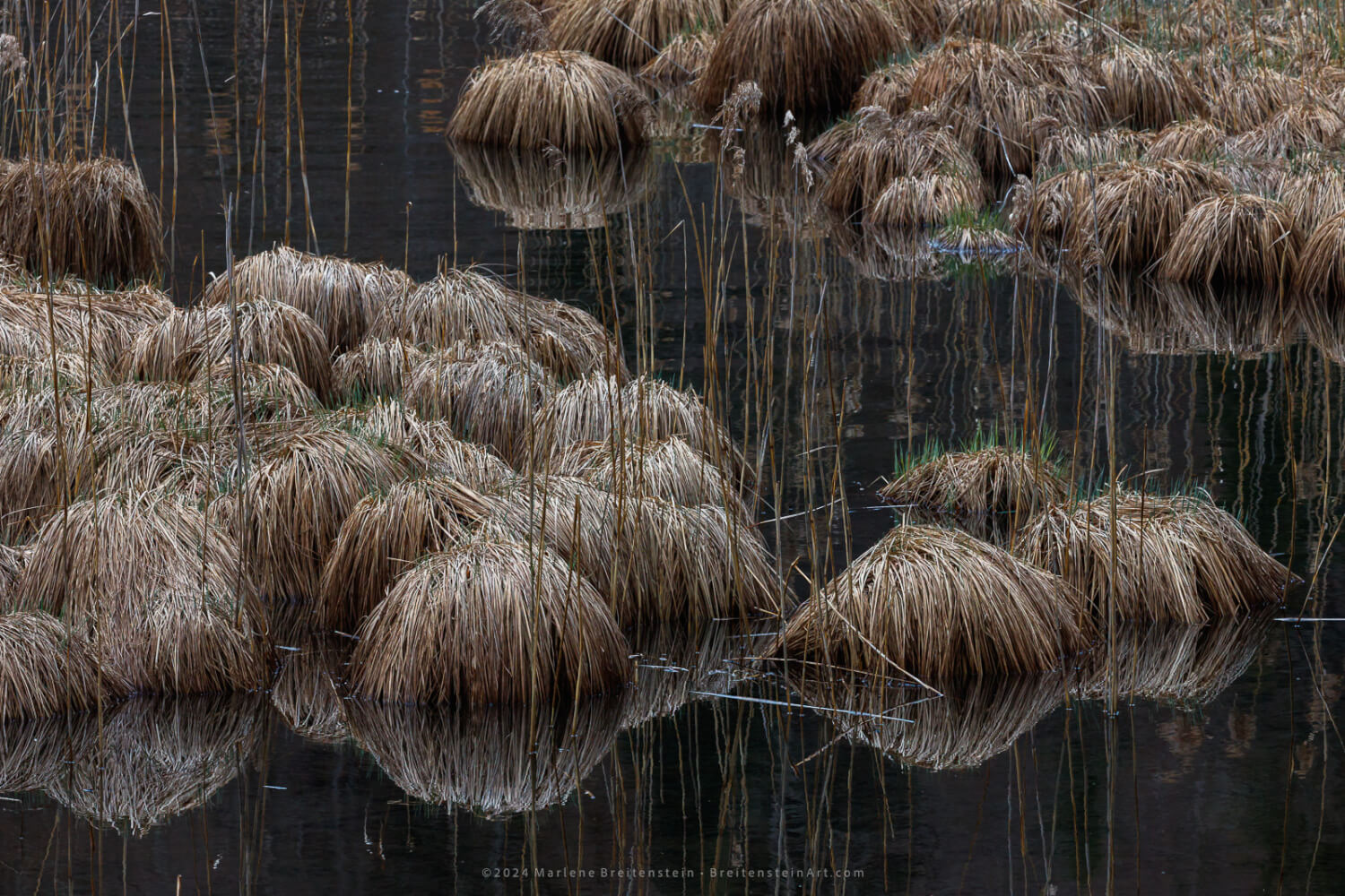 Photograph of a dark lake surface with patches of wetland grasses. The grass is clumped in many mounds, which when reflected creates the impression of balls. The lake is deep gray, the balls take on a silvery reflection, and the stalks of grasses that still stand create thin, wavy, colorful lines on the water's surface.