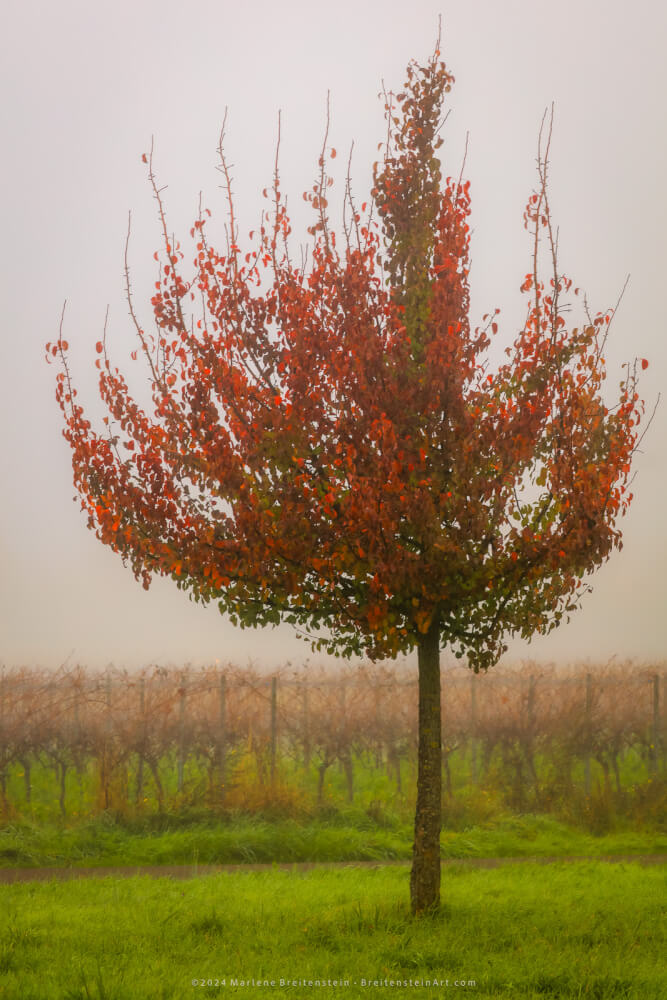 Photograph of a very misty late season vineyard, on lush green grass. In the foreground stands a young tree, it's branches reaching out and upward, blazing in mostly red leaves.