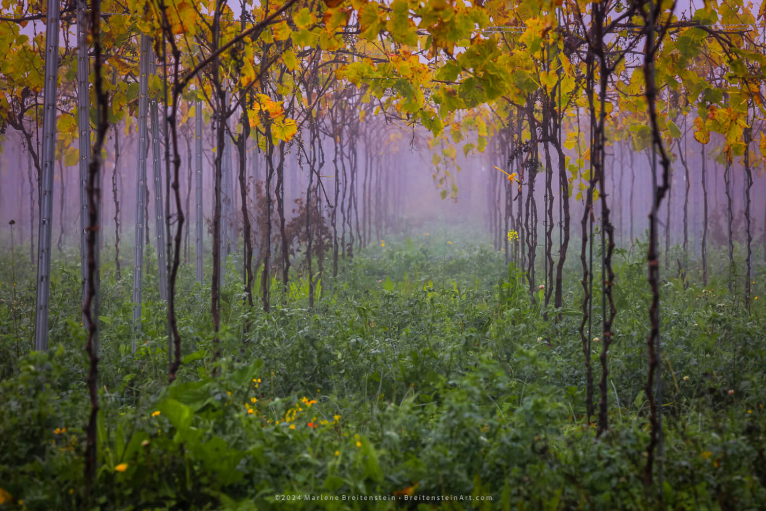 Photo of a "tunnel" of young grapevines, viewed from underneath, looking down a row. It is autumn and their leaves are yellow, the grass is green and lush, and there is a purple mist in the distance, which the row disappears into.