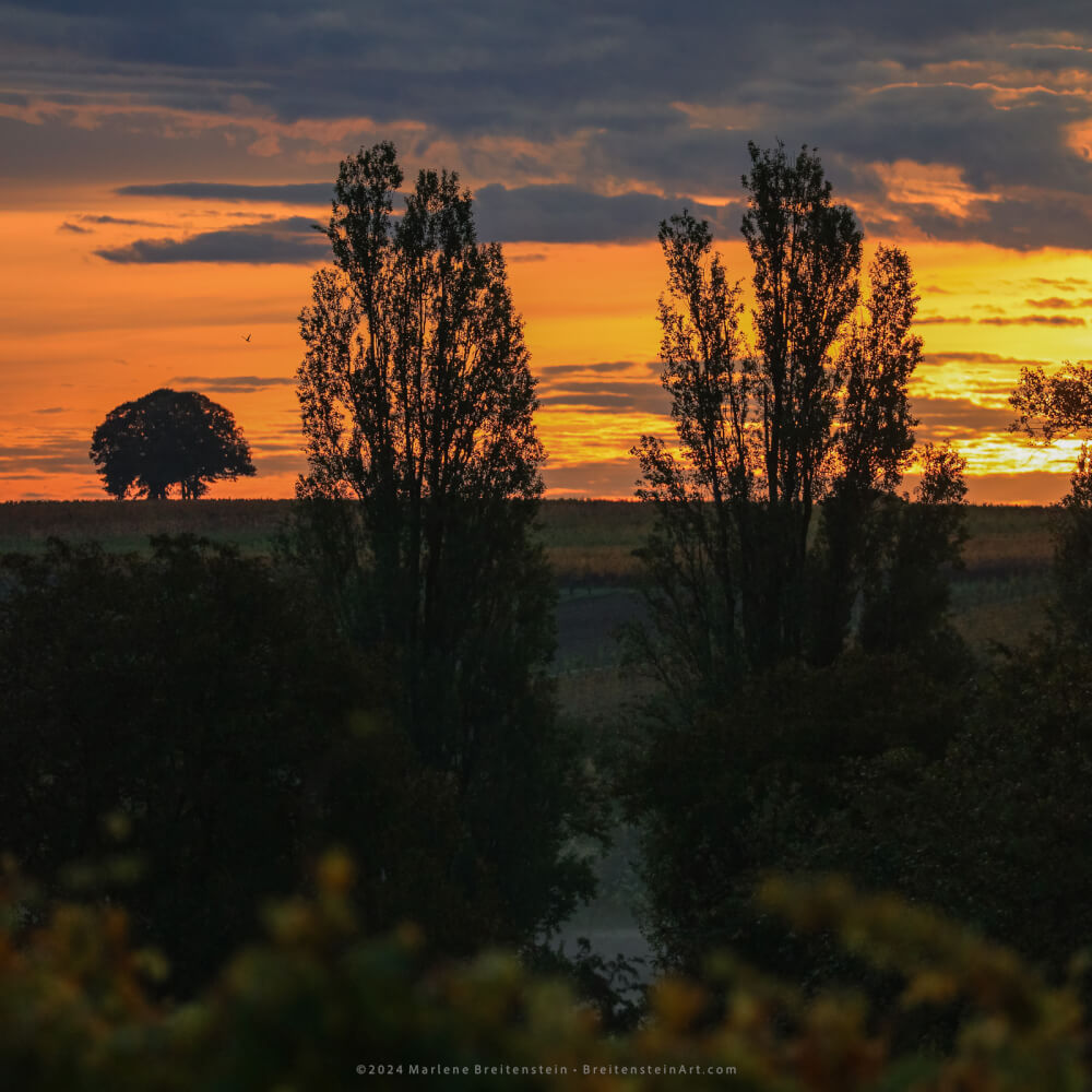 Photograph at daybreak of a misty vineyard hillside, broken by the silhouettes of trees. The cloudy sky is lit by burnt orange as the sun rises.