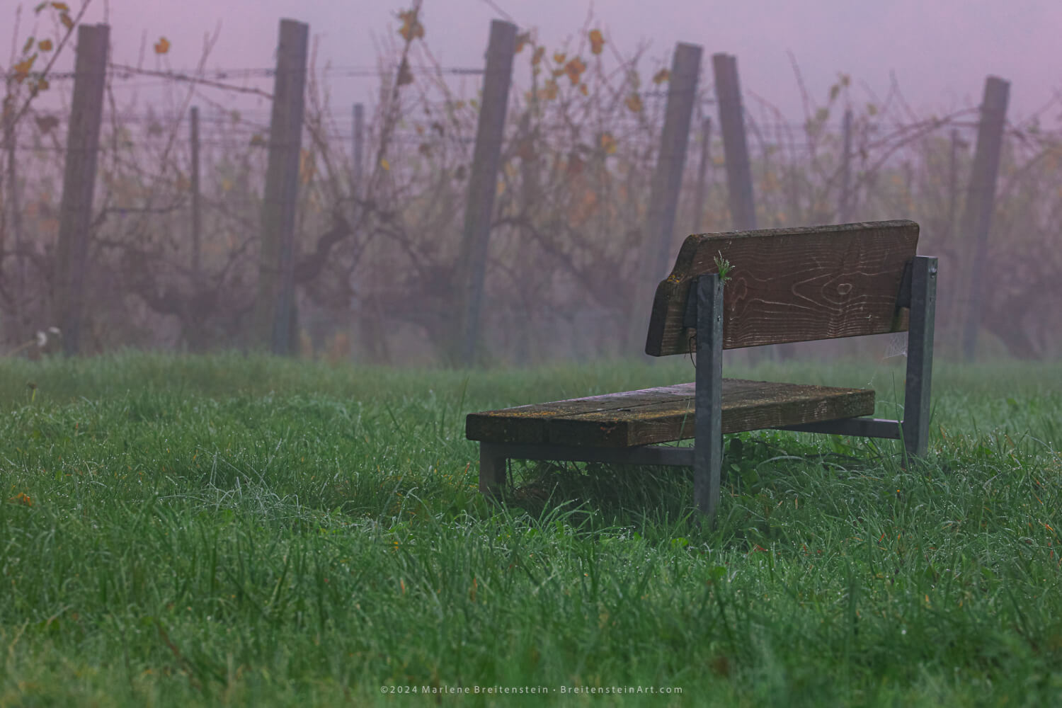 Photograph of a lone wood bench in dewy grass, backed by the edge of an autumn vineyard shrouded in a purple mist.